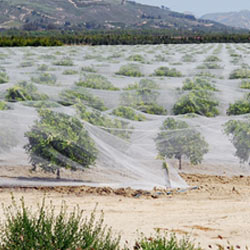 Citrus Netting