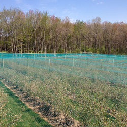 Overhead Crop Netting