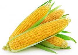 Yellow Corn