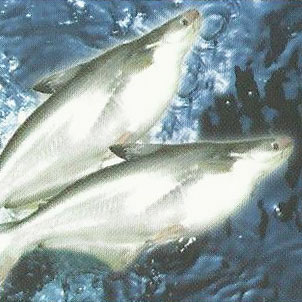 Basa Fish Fillets, For Food, Human Consumption, Style : Frozen