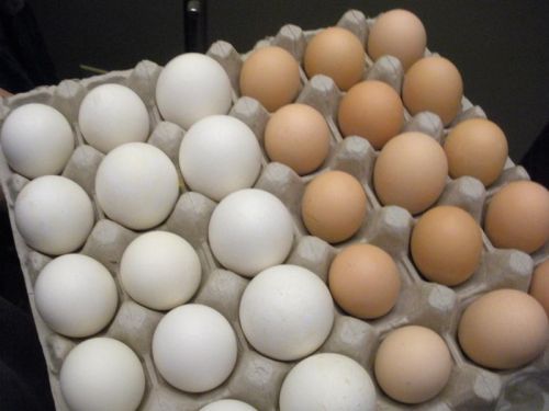 Poultry Eggs