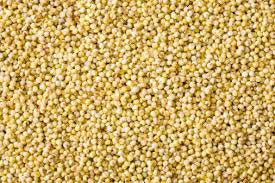 Common GMO Yellow Millet Seeds, For Cattle Feed, Cooking, Packaging Type : Gunny Bag, Jute, Plastic Bag