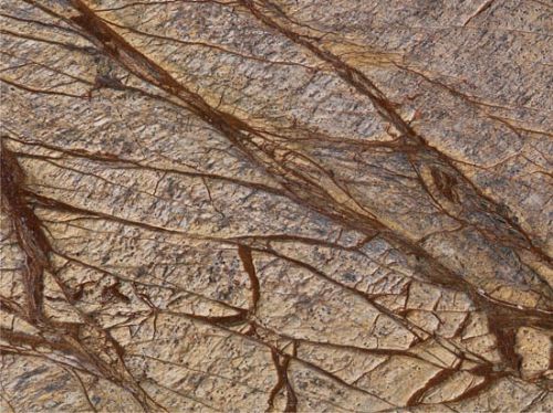 Antique Rainforest Brown Marble Stone