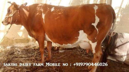 Hf Jersey Cow Supplier