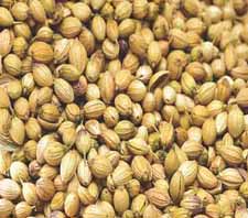 Coriander, Purity : 99%+