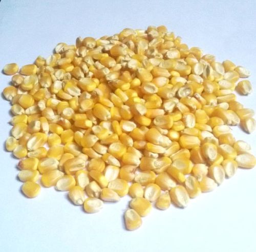 Yellow maize seeds, Number Of Flower : Natural