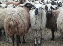 Live Sheep - Fat Tail Sheep and Lamb