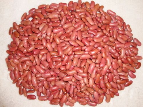 Light red kidney beans