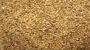 Samai Millet Seeds