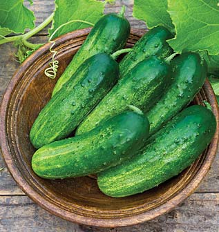 Fresh Cucumber,fresh Cucumber
