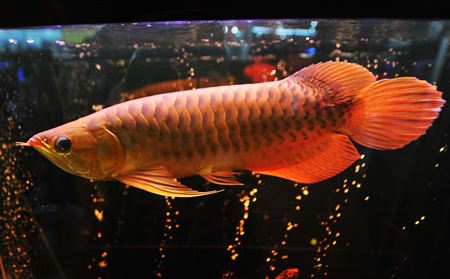 A Grade Super Red Arowana Fishes