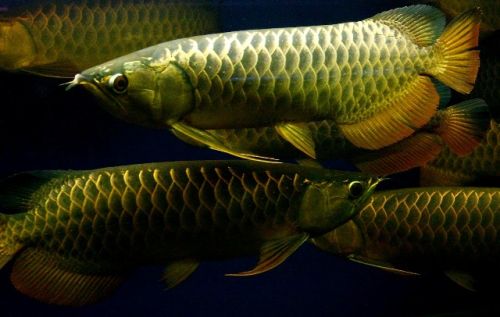 Crossback Golden Arowana Fishes (wholesale)