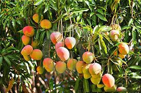 Mangoes