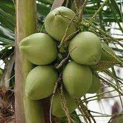 Fresh Tender Coconut