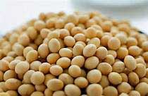 Soybean Seeds