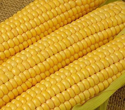 Yellow maize for Food, & Animal Feed