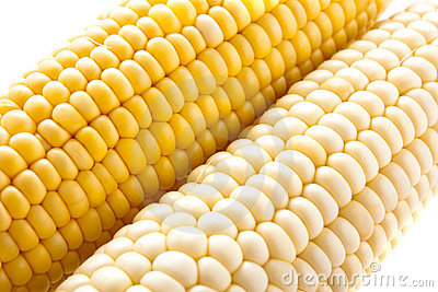 Yellow corn, Purity : 95%