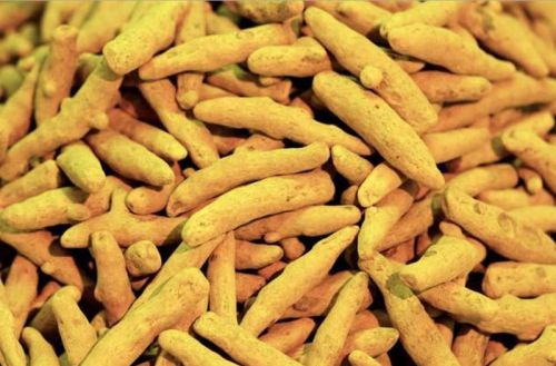 Turmeric finger, Cultivation Type : Organic