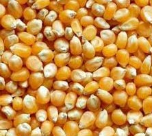 Yellow maize seeds, Country of Origin : India