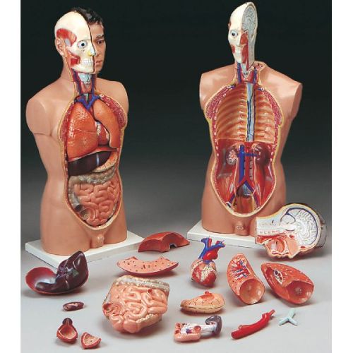 Anatomy Models