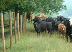 High Tensile Field Fence For Horse and Deer Fencing