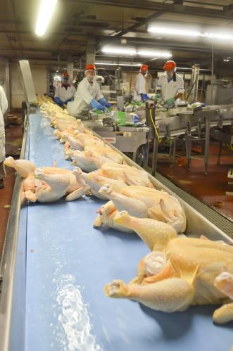 Grade A Processed Chicken Feet