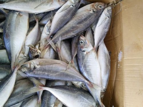 Japanese Horse Mackerel