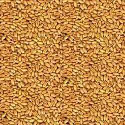 Organic Wheat, For Cooking, Certification : FSSAI