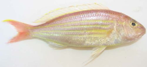 Frozen Threadfin Bream Fish