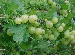 Fresh Gooseberry