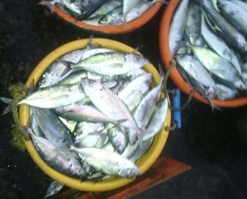 Indian Mackerel Fish