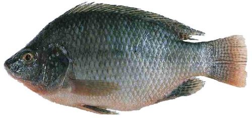 Tilapia Fish