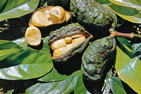 Bitter Kola Nuts, Shelf Life : 10days, 7days