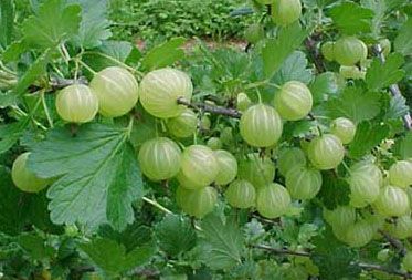 Amla, Application : Human Consumption