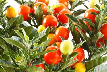 Ashwagandha, Color : Light Yellow