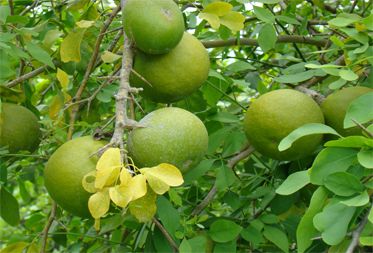 Organic Bael Fruit, Color : Green