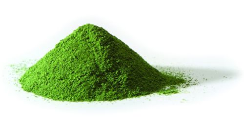 Dairy Cattls Moringa Powder, Grade : Feed Grade