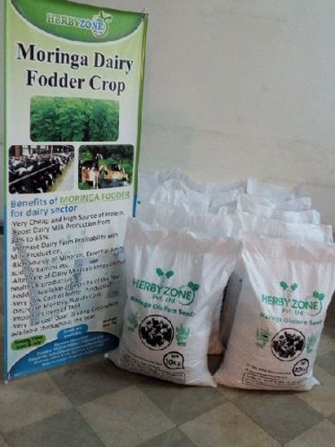 Moringa oleifera seeds, Moisture : 7% Max