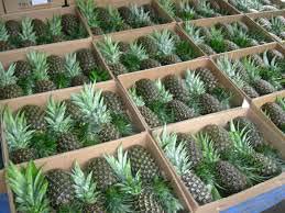 Fresh pineapple, Shelf Life : 3-5 Days