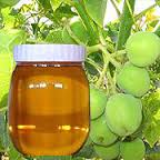 Refined Jatropha Oil