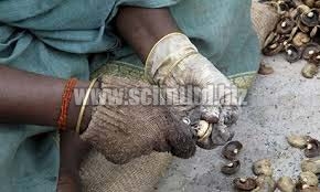 Cashew Nut Kernel, Groundnut Kernel, Organic Sunflower Kernel, Np Nut Almond, Chandler Walnuts