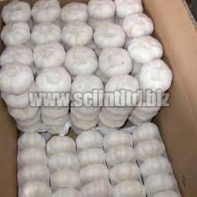 Fresh White Garlic, Peeld Garlic, Frozen Garlic, Pure Fresh Garlic