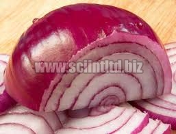 Fresh red onion For Food
