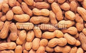 Red Peanut Kernels, Blanched Peanuts/peanuts In Shell, Java Peanuts,