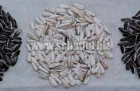 Sunflower seeds