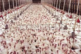 Whole Frozen Chicken