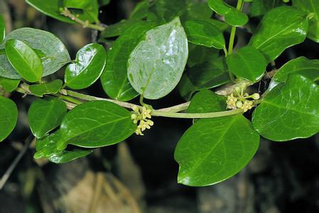 Gymnema Sylvestre Extract
