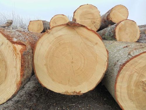 Softwood Logs