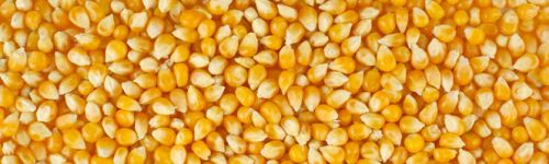 Organic Yellow Maize Corn, For Human Food, Making Popcorn