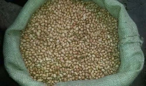 Raw Peanut Kernel, Packaging Type : Plastic Packet